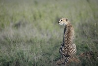 Hon dök upp längs vägen mellan Naabi och Ngorongoro